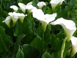 Zantedeschia aethiopica leaf tips